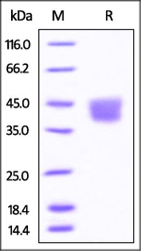 Mouse B7-H3 / CD276 Protein