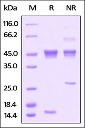Human Latent Activin A / INHBA Protein