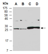 COMMD4 antibody