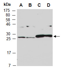 COMMD4 (M) Antibody, Rabbit Polyclonal