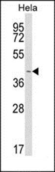 INSIG1 antibody