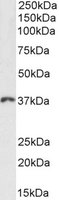 Goat anti-HOXD13 Antibody