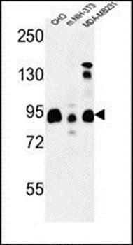 SGIP1 antibody