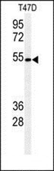 KTEL1 antibody