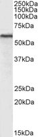 Goat anti-Hdac2 (mouse) Antibody