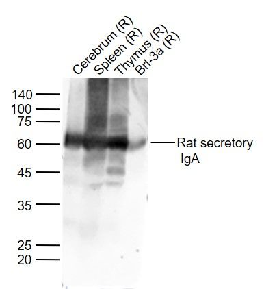 Rat secretory IgA antibody (HRP)