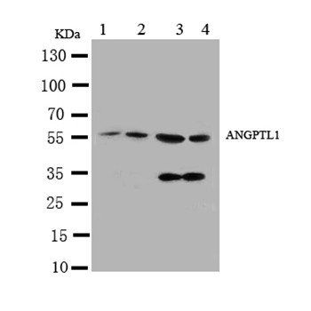 Angiopoietin-related protein 1 ANGPTL1 Antibody