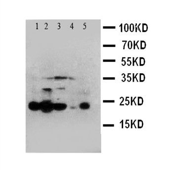 Caspase 4/CASP4 Antibody