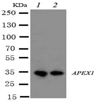 APE1/APEX1 Antibody