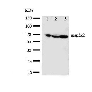 MEKK2/MAP3K2 Antibody
