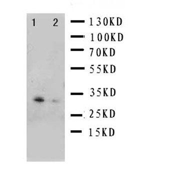 Anti-BOB1/POU2AF1 Antibody