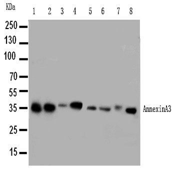 Annexin A3/ANXA3 Antibody