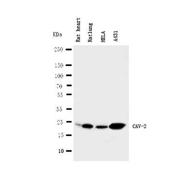 Anti-Caveolin-2/CAV2 Antibody