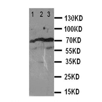 M-phase inducer phosphatase 2 Cdc25B Antibody