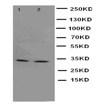 Cyclin-dependent-like kinase 5 Cdk5 Antibody