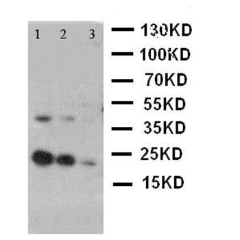 Anti-SCF/KITLG Antibody