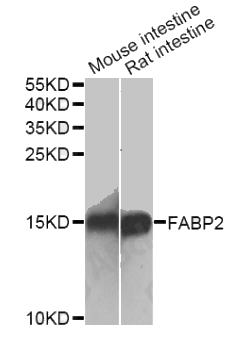 FABP2 antibody