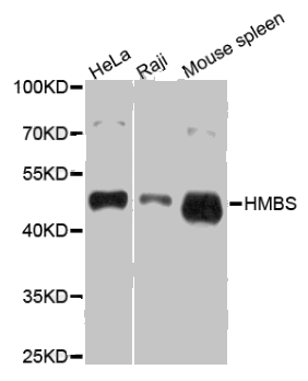 HMBS antibody