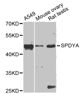 SPDYA antibody