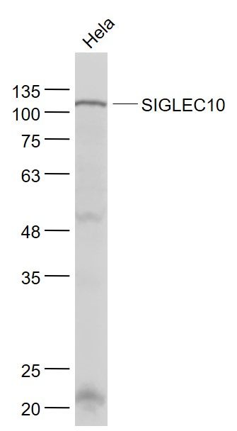 SIGLEC10 antibody