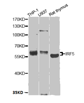 IRF5 antibody