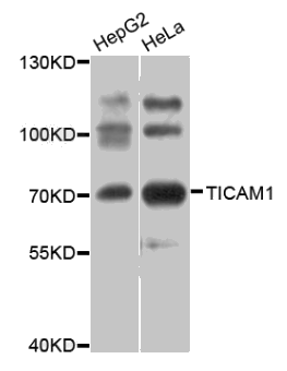 TICAM1 antibody