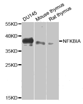NFKBIA antibody