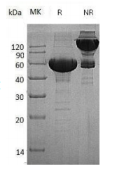 Human MMP3 protein