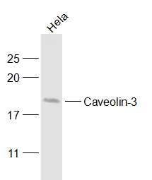 Caveolin-3 antibody (PE)