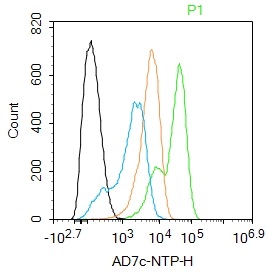 AD7c-NTP antibody