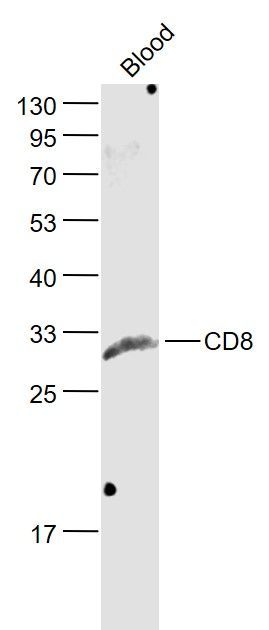 CD8 antibody