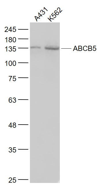 ABCB5 antibody