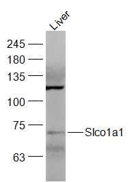Slco1a1 antibody