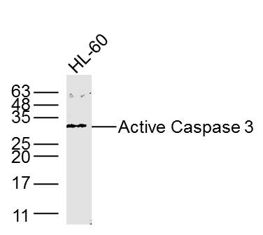 Active Caspase 3 antibody