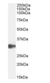 Goat anti-OCIL Antibody