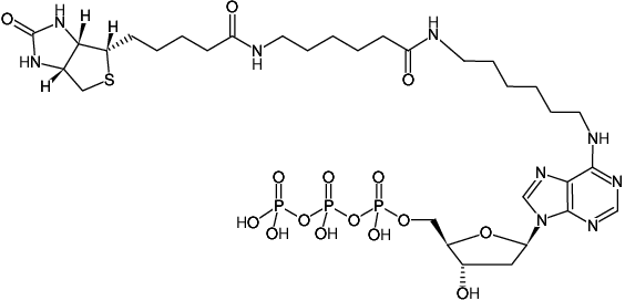 Biotin-14-dATP