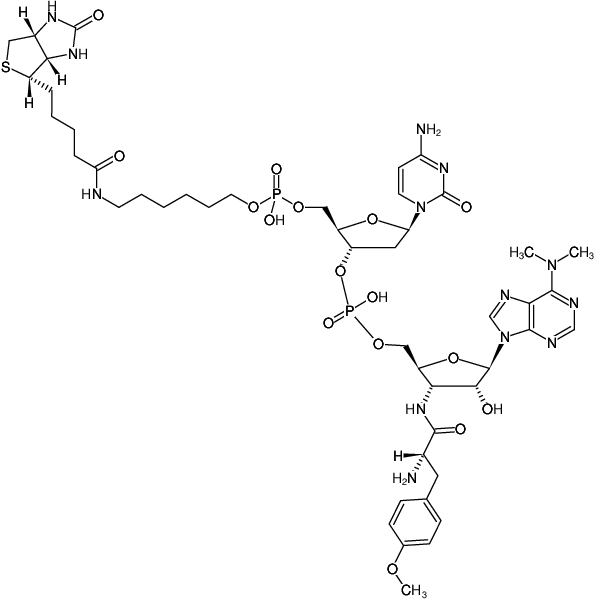 Biotin-dC-puromycin