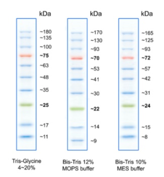 BlueRay Prestained Protein Marker