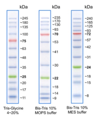 BlueEye Prestained Protein Marker
