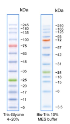 BlueElf Prestained Protein Marker