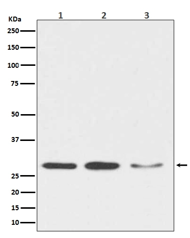 DDIT3/Chop Rabbit Monoclonal Antibody