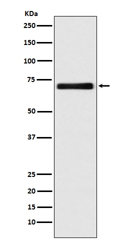EAAT2/GLT-1/SLC1A2 Rabbit Monoclonal Antibody