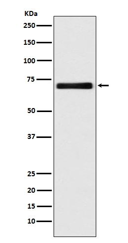 Anti-EAAT2/GLT-1/SLC1A2 Rabbit Monoclonal Antibody