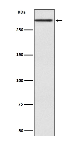 Cubilin CUBN Rabbit Monoclonal Antibody