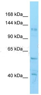Hdac6 antibody