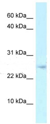 Arpp21 antibody