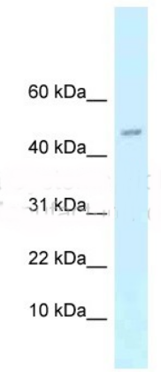 Arpp21 antibody