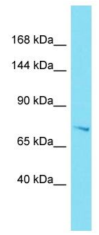 EFR3B antibody