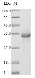 Mouse C1qtnf3 protein