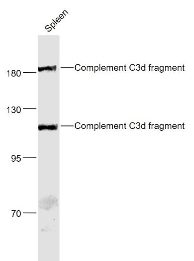 Complement C3d Fragment antibody